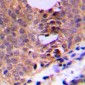 Anti-CDC2 (pT161) Antibody